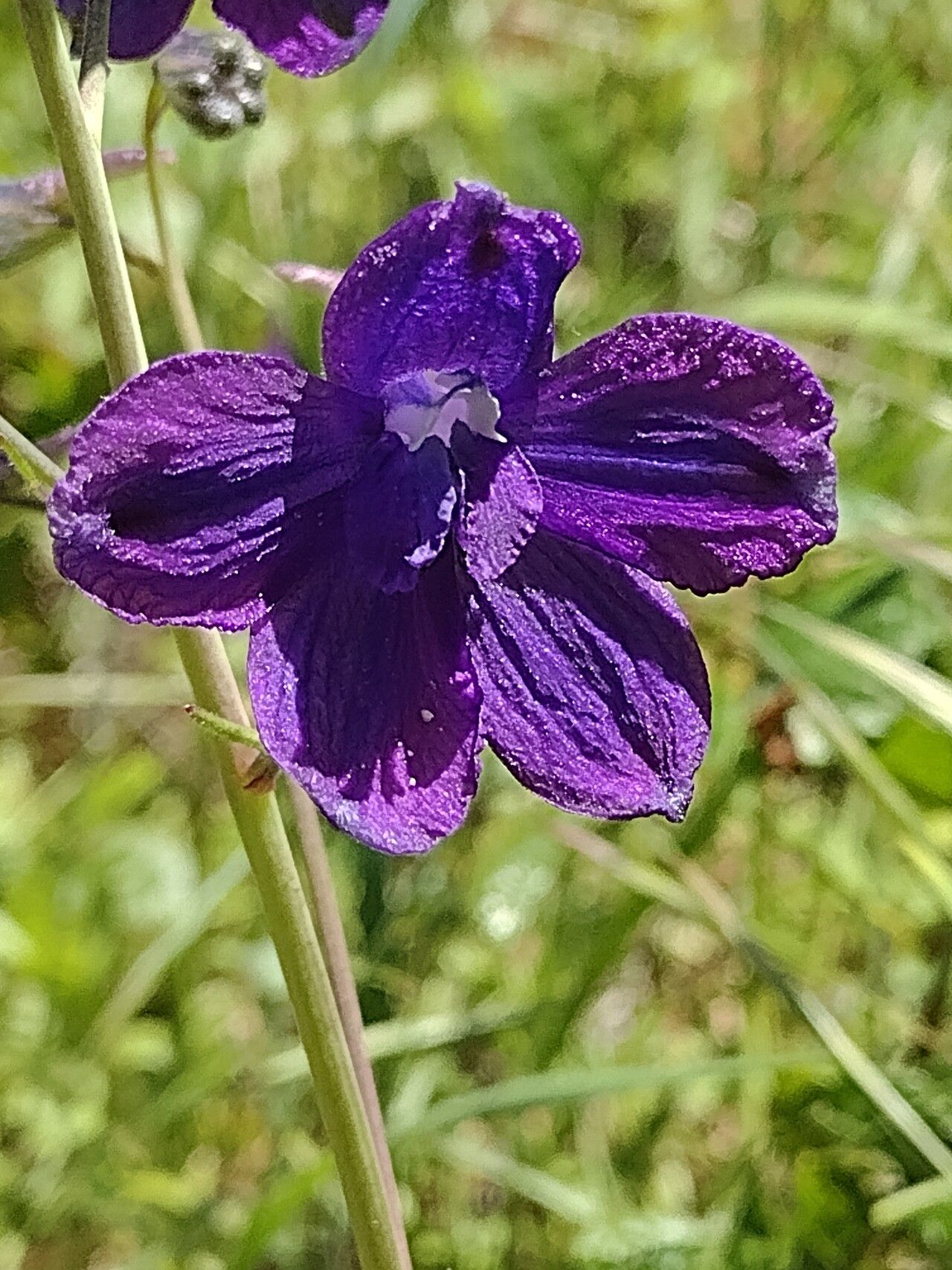 Delphinium hutchinsoniae — search result for 'Delphinium'