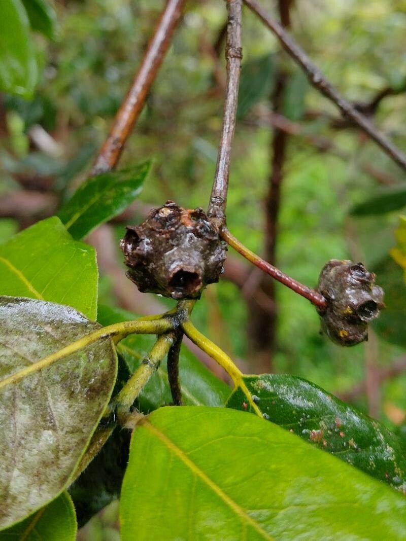 Syncarpia glomulifera fruit