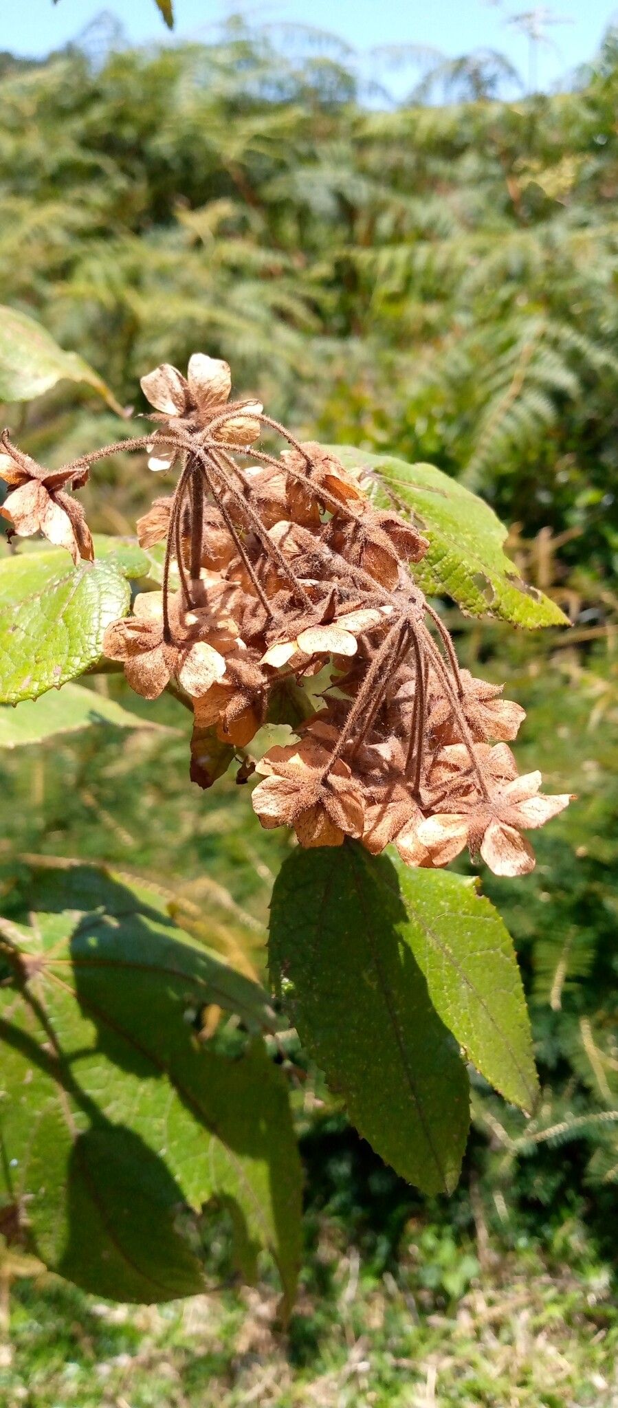 Dombeya erythroclada fruit