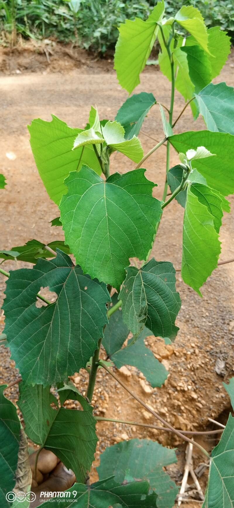 Macaranga hurifolia leaf