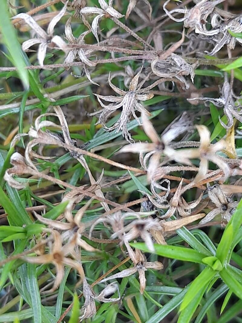 Polypremum procumbens fruit
