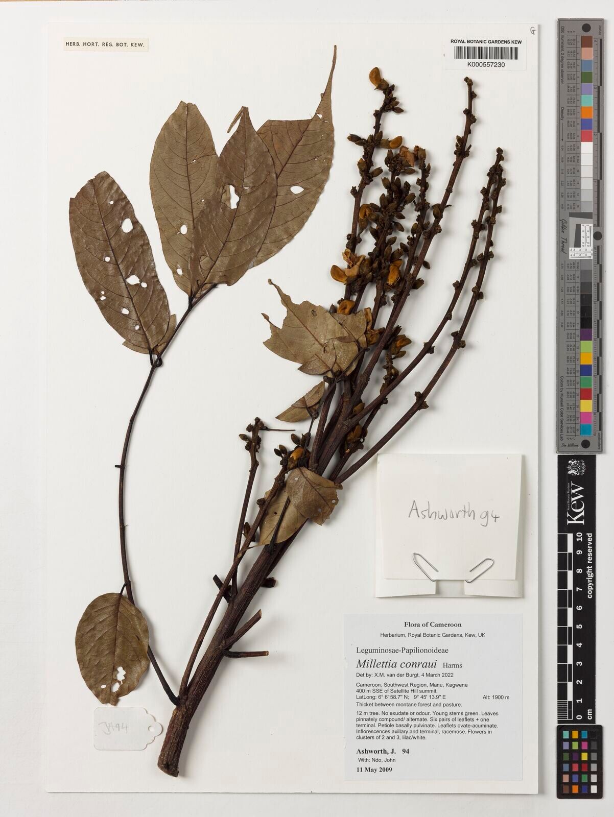 Millettia conraui — houseplant care guide