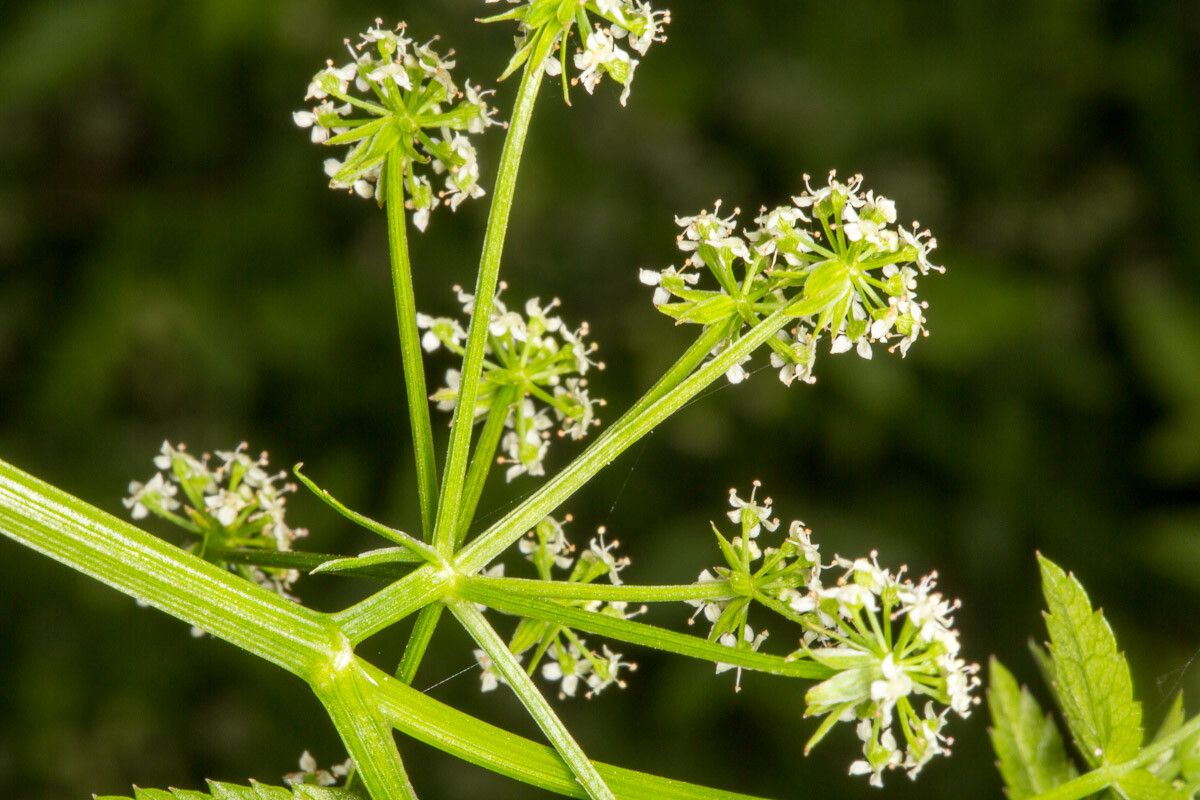 Apium nodiflorum bark
