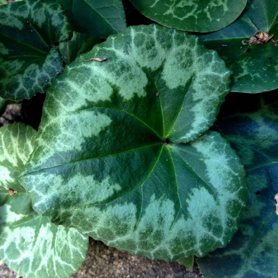 Cyclamen repandum leaf