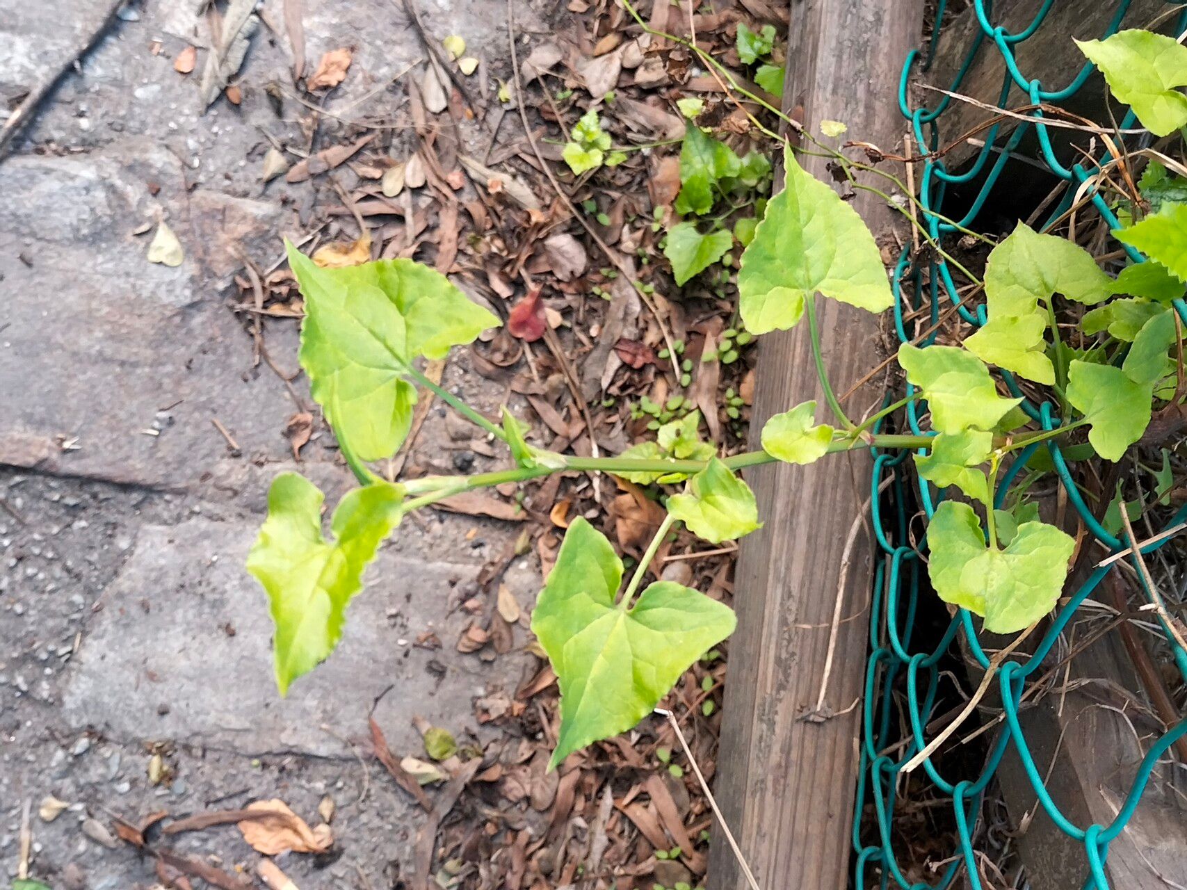 Convolvulus farinosus leaf
