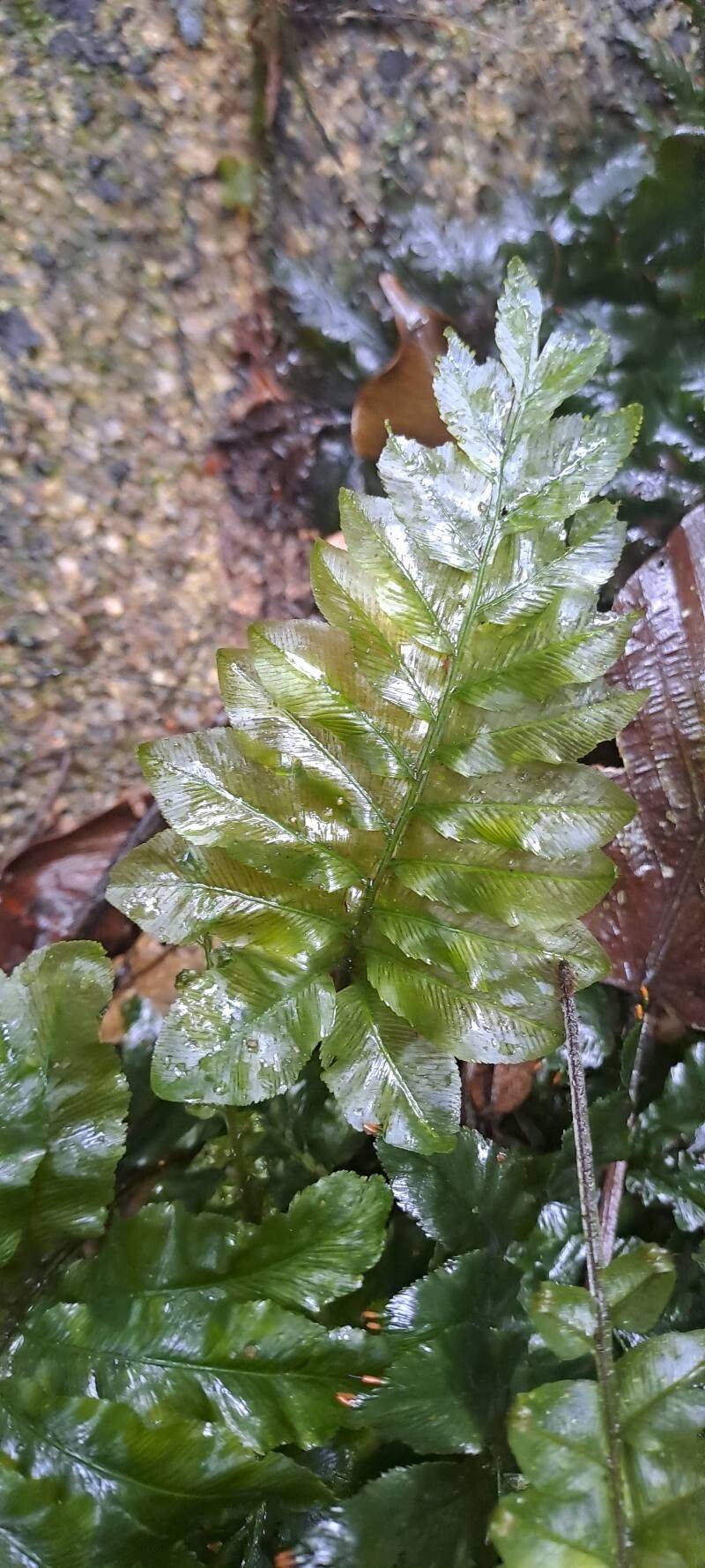 Trichomanes hostmannianum leaf