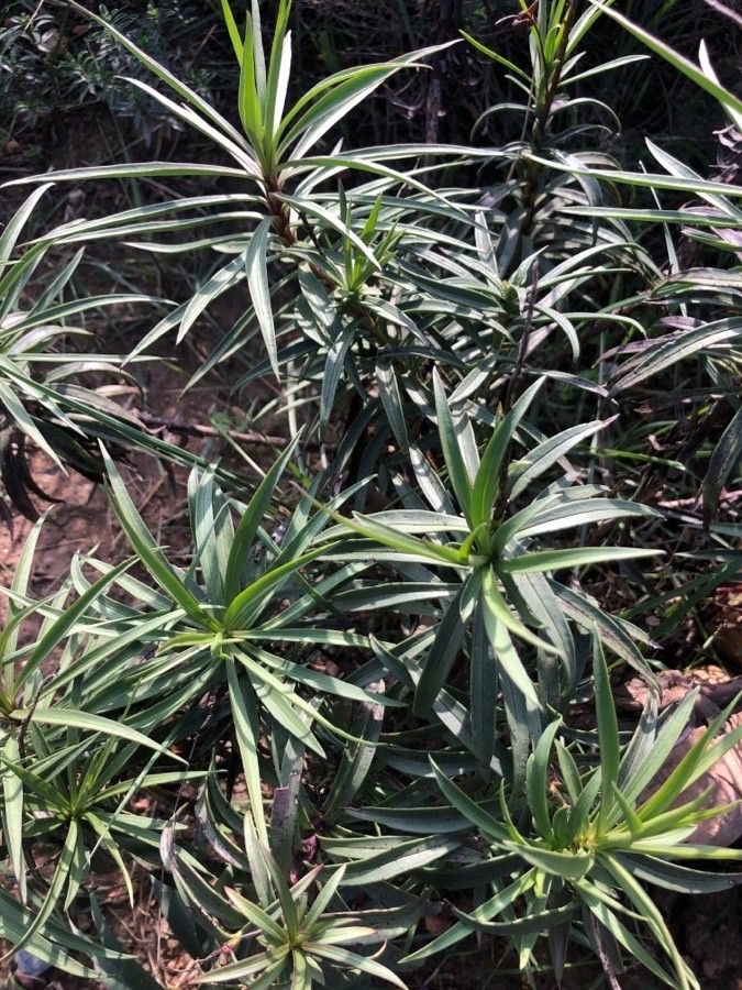 Digitalis obscura — search result for 'Scrophulariaceae'