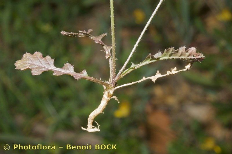 Biscutella lyrata fruit