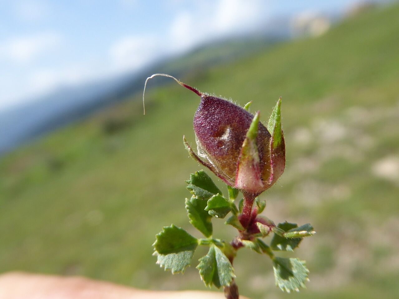 Ononis striata fruit