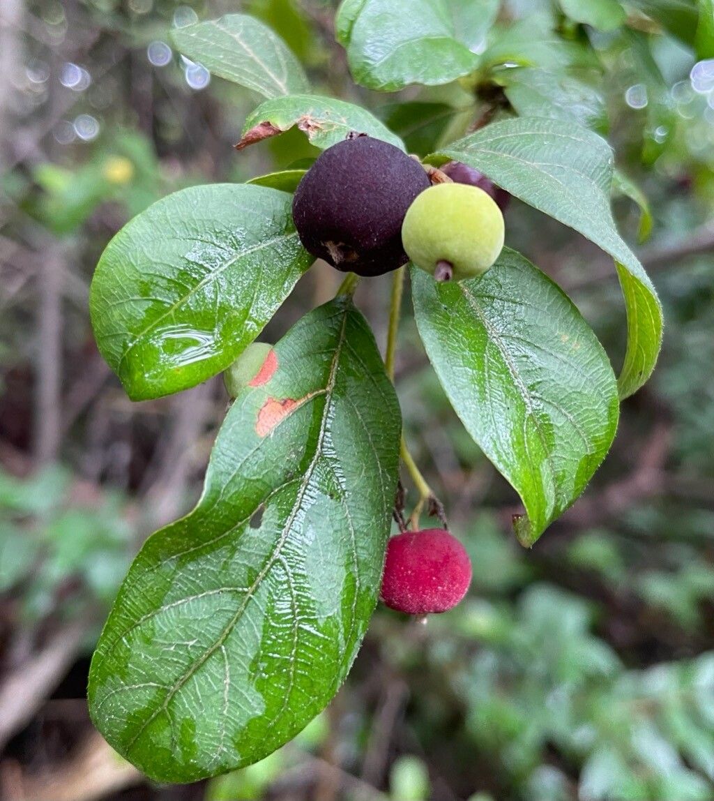 Guettarda elliptica fruit