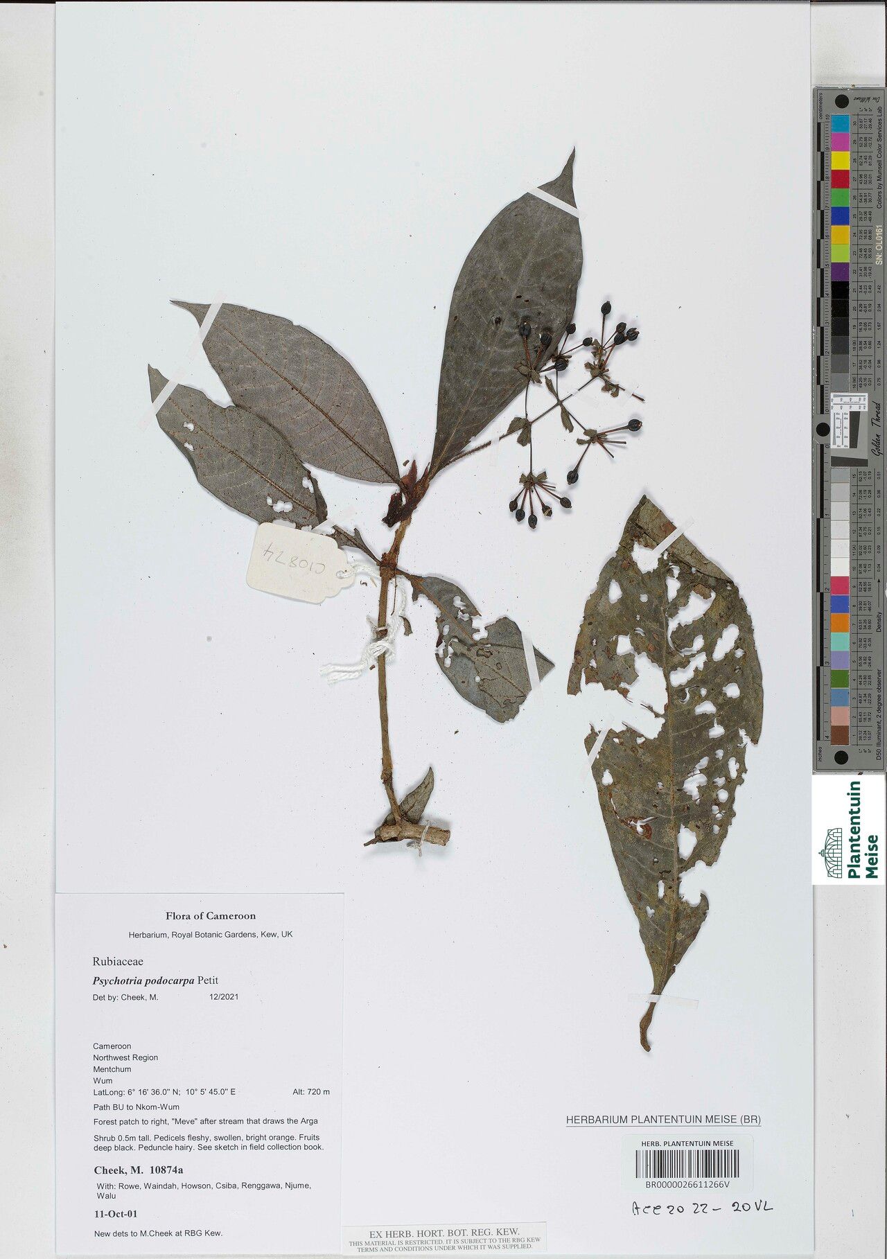 Psychotria podocarpa — houseplant care guide