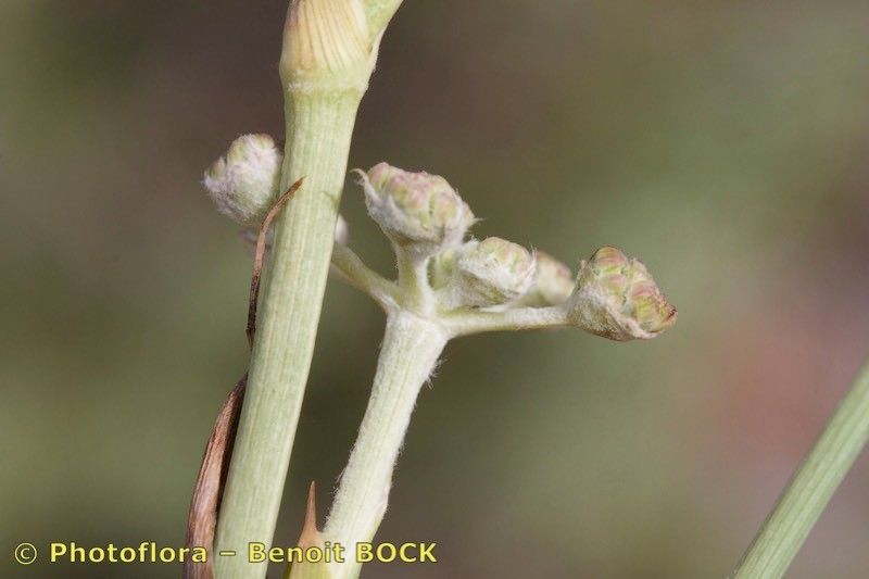 Seseli tomentosum fruit