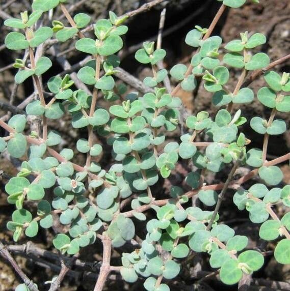 Euphorbia amplexicaulis — houseplant care guide