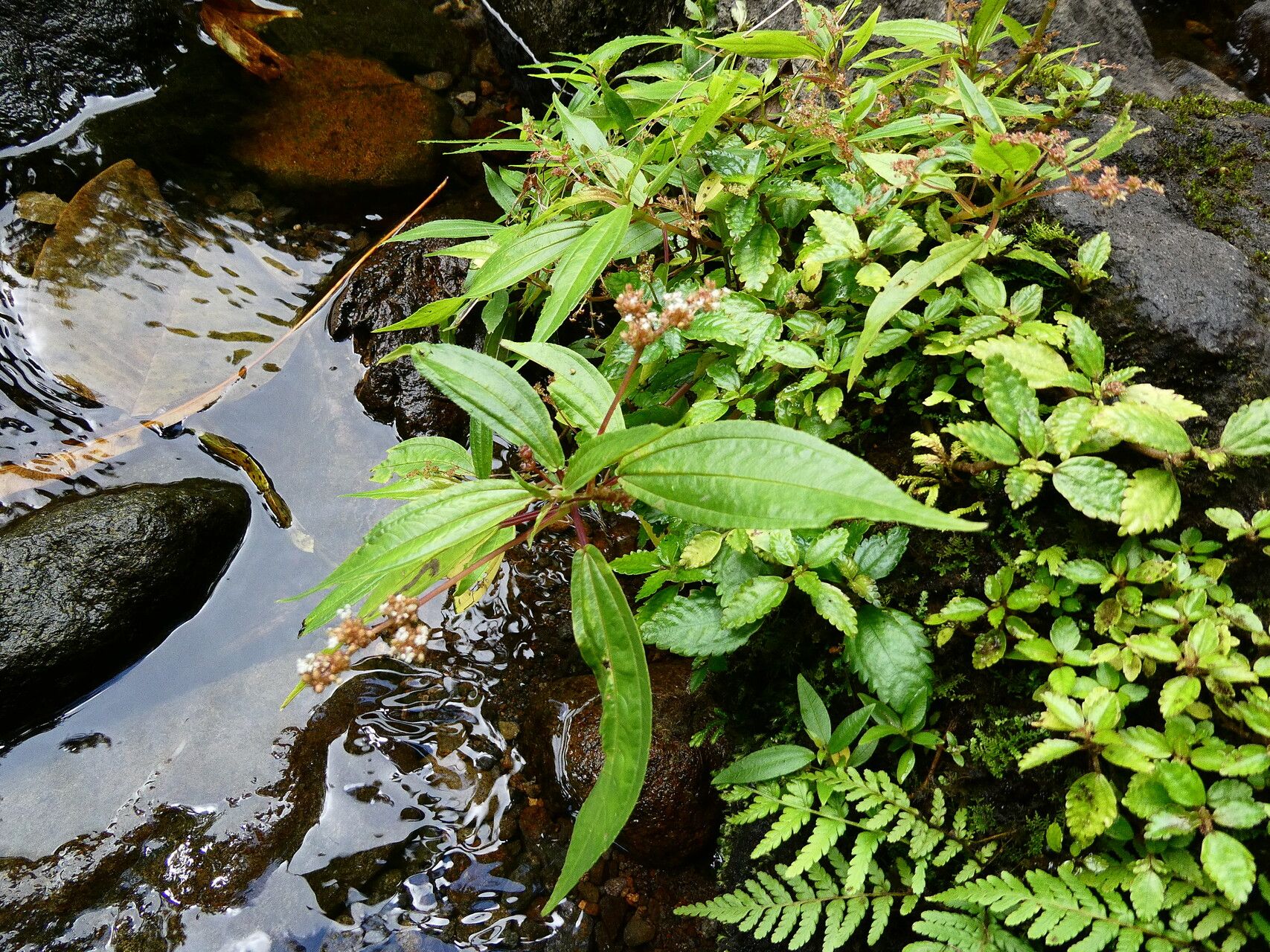 Pilea forsythiana habit