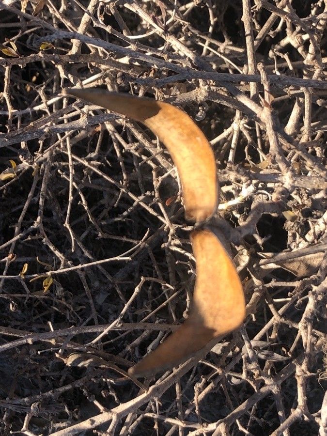 Periploca laevigata fruit