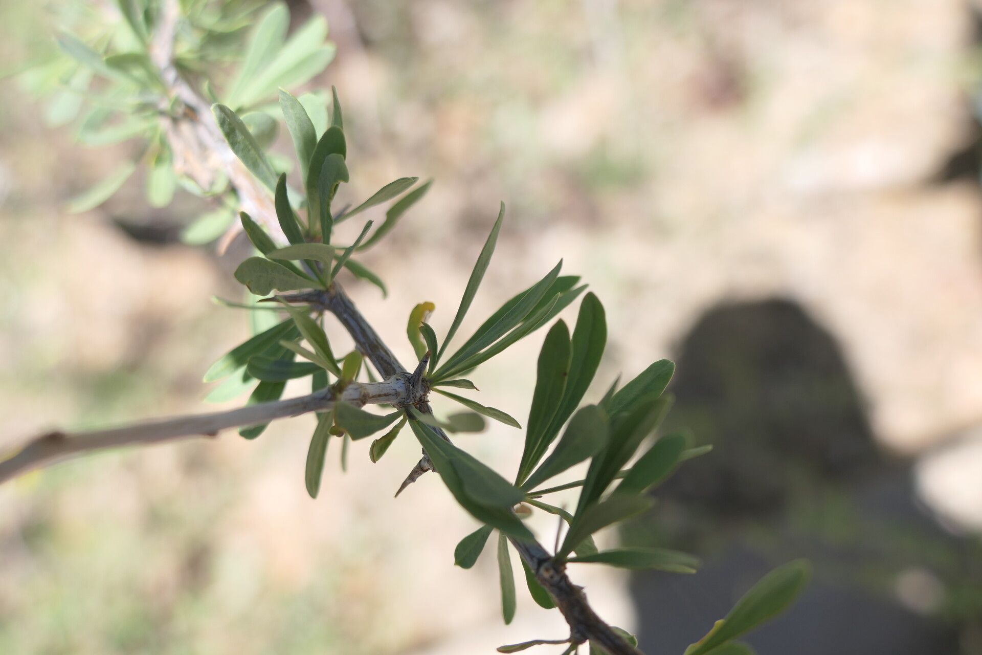 Lycium bosciifolium — search result for 'Lycium'