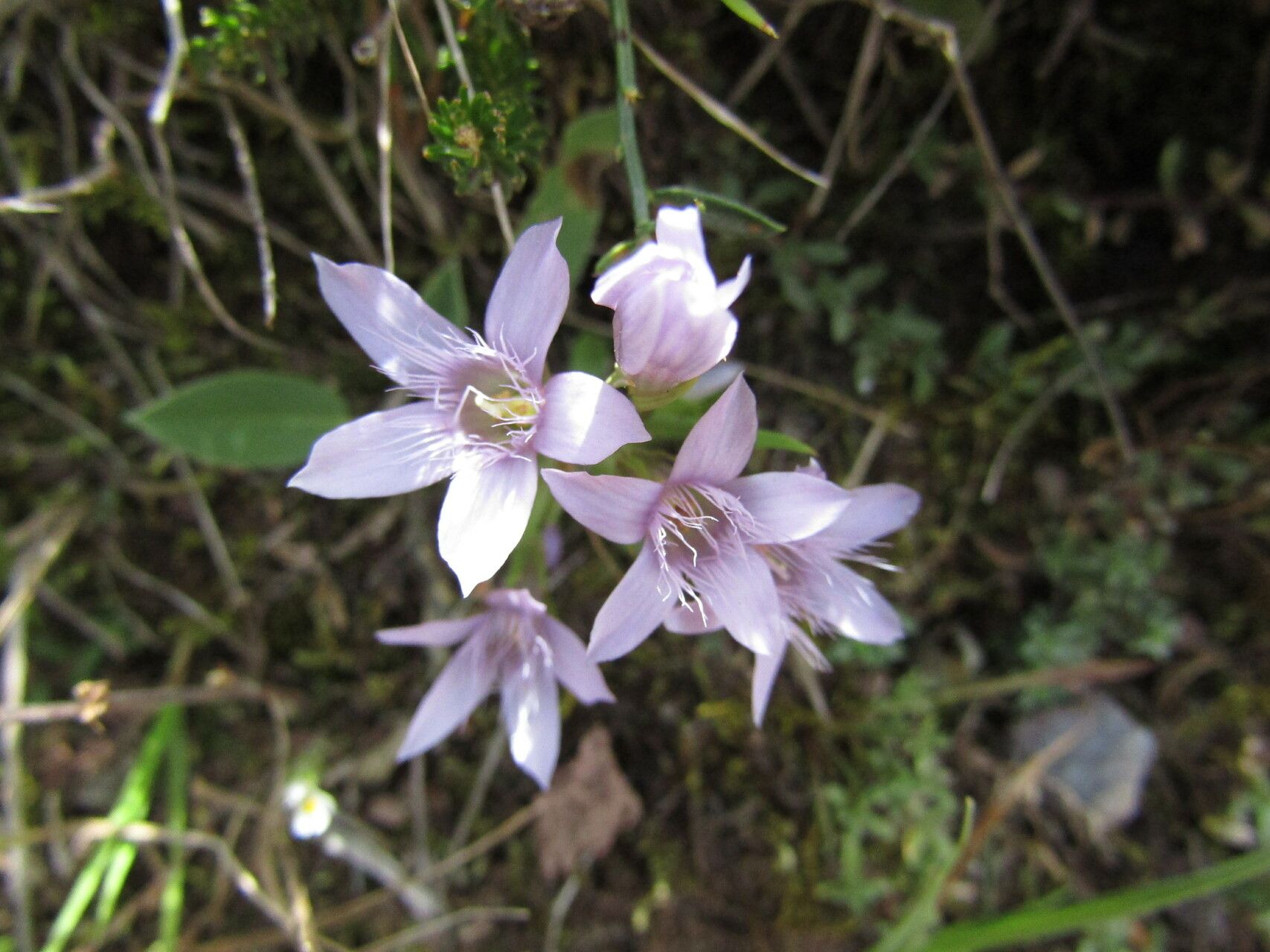 Gentianella bulgarica — search result for 'Gentianella'