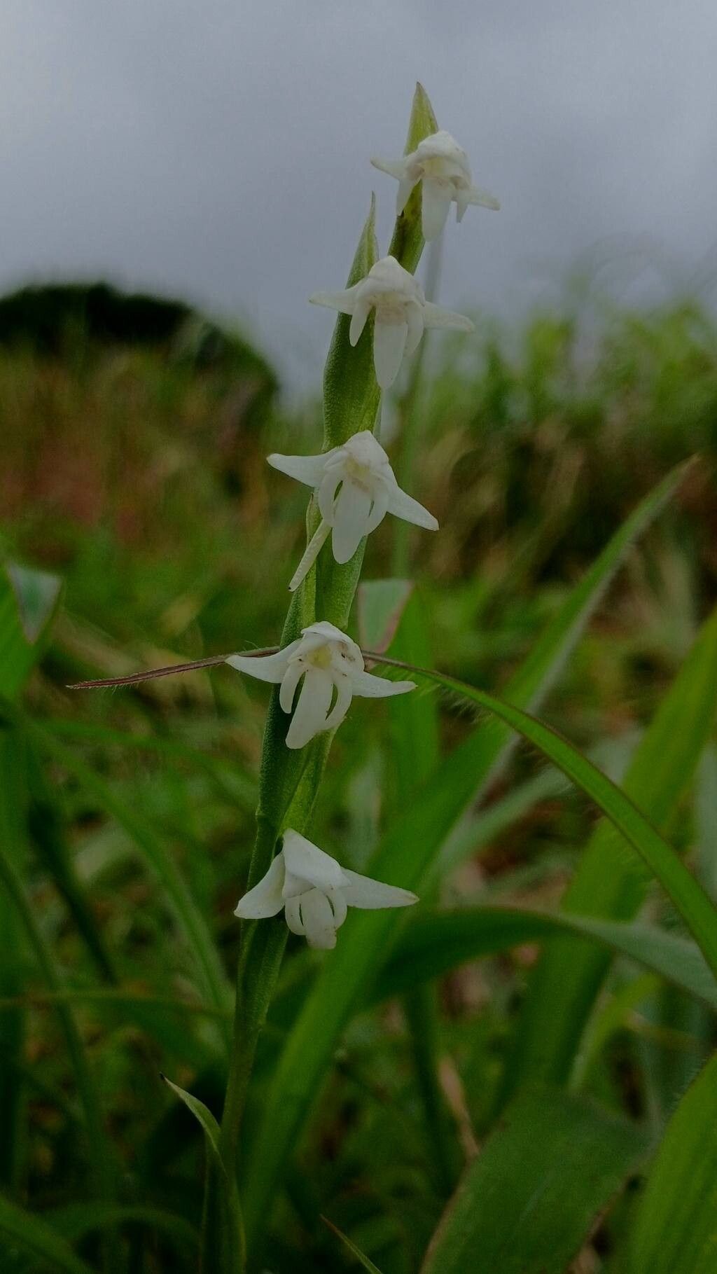 Habenaria heyneana habit