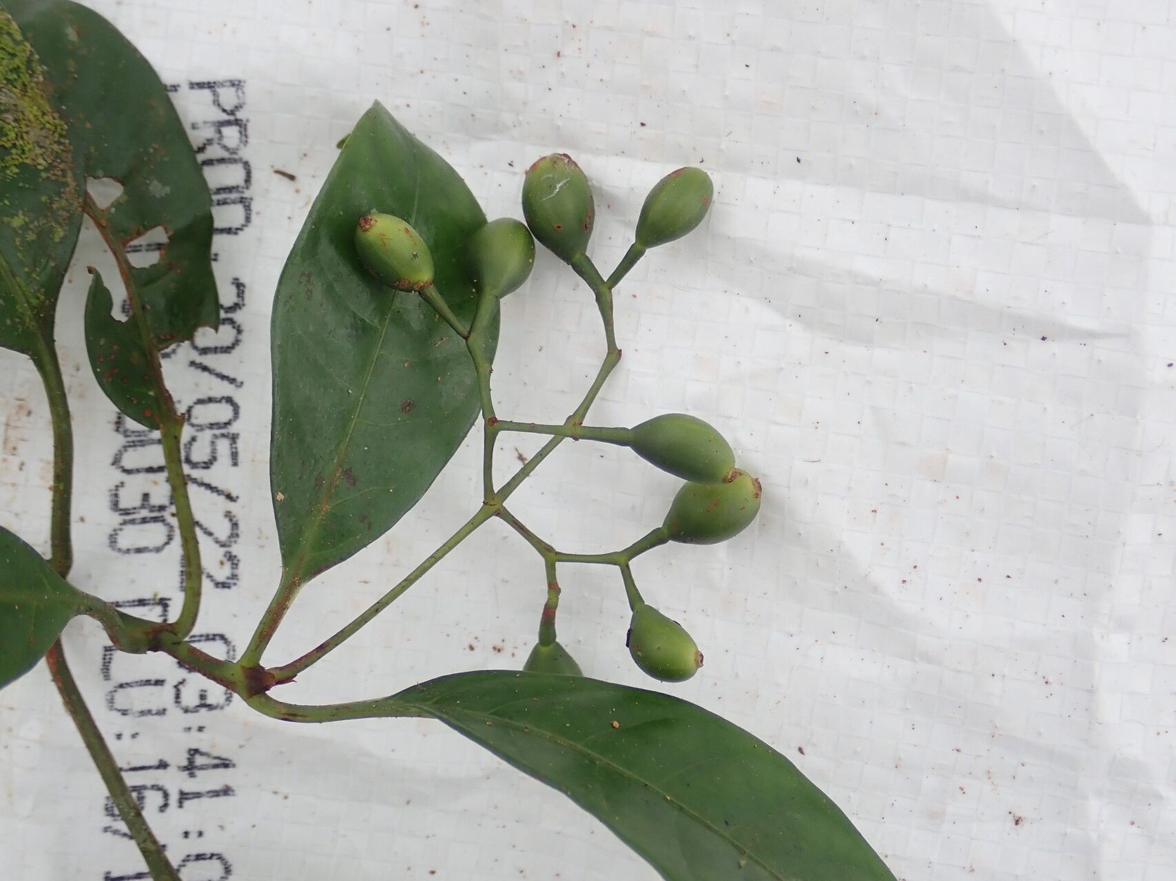 Psychotria solfiana fruit