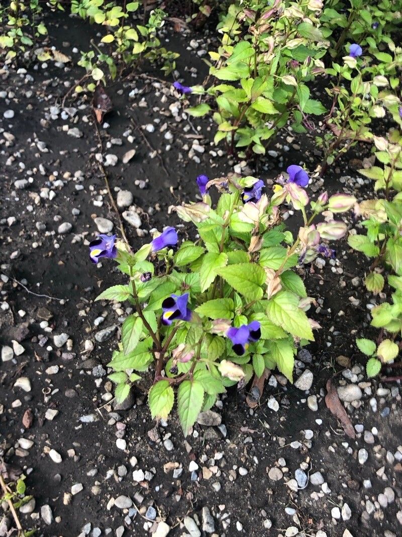 Nemesia floribunda — related species from the same genus