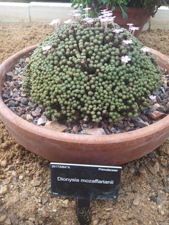 Dionysia mozaffarianii leaf