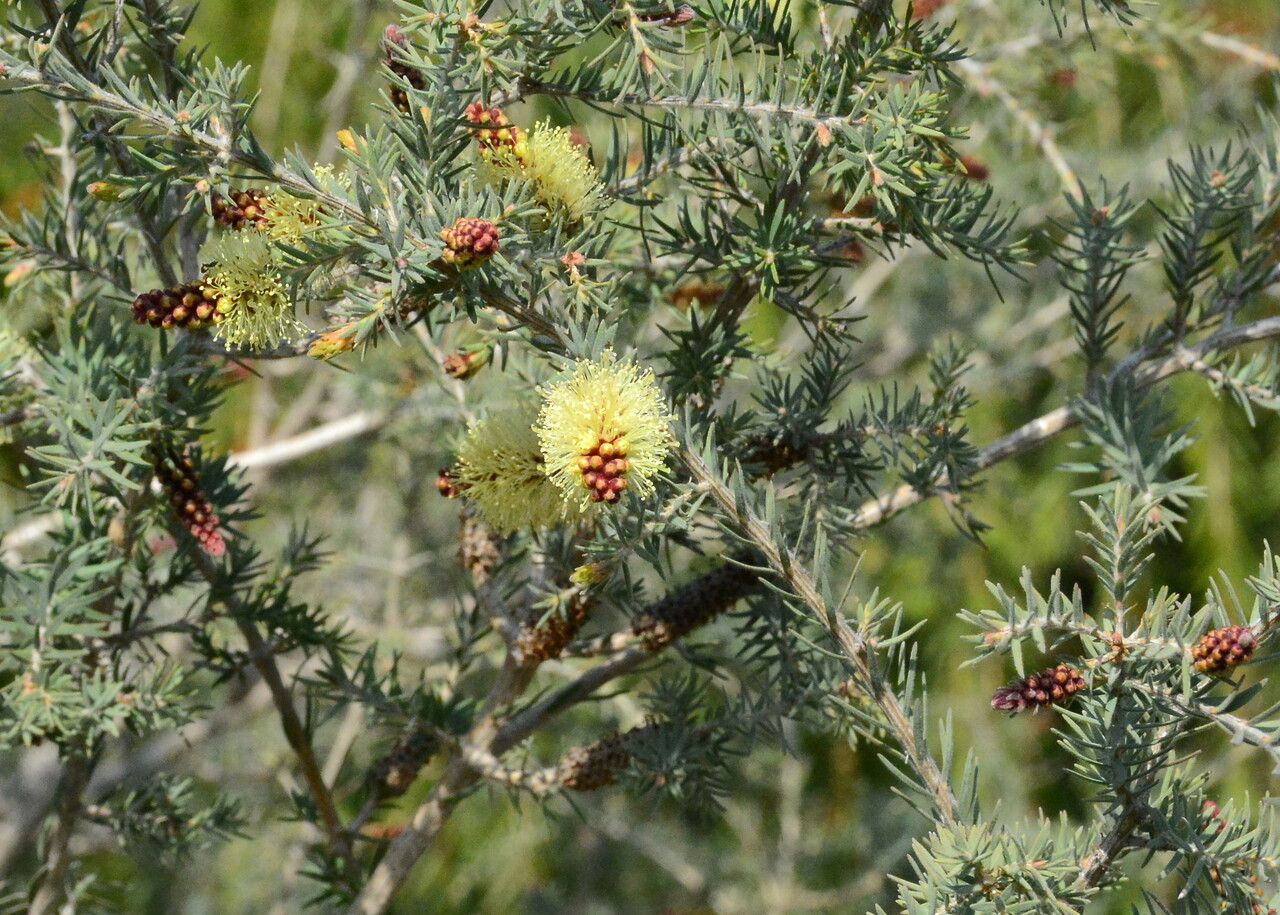 Melaleuca paludicola flower