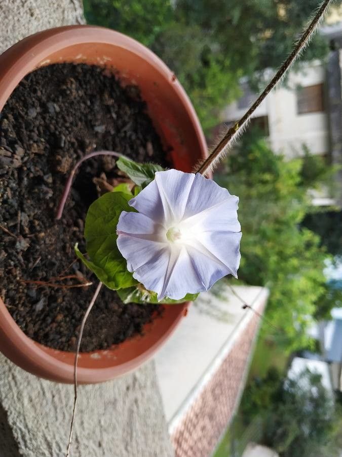 Ipomoea lindheimeri — search result for 'Ipomoea'
