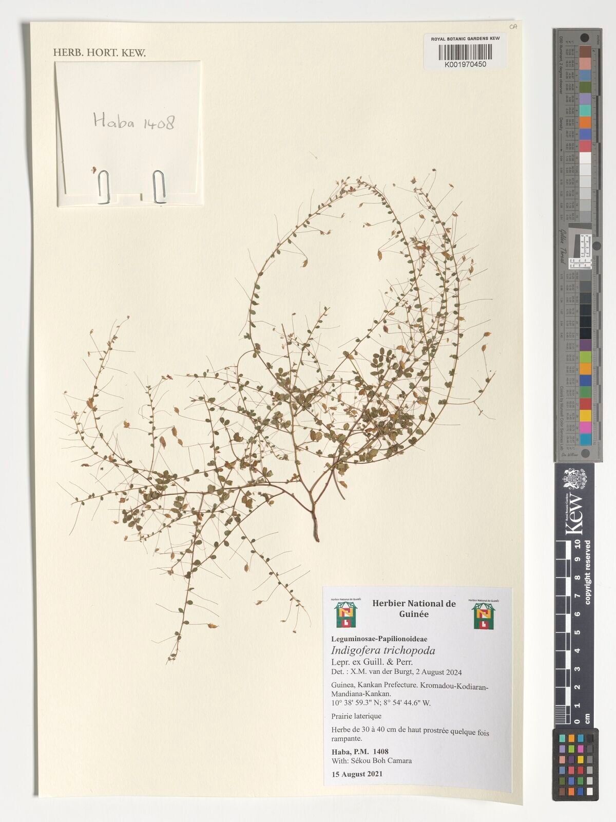 Indigofera trichopoda — houseplant care guide