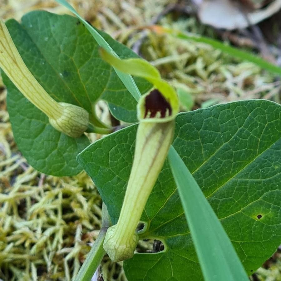 Aristolochia pallida flower