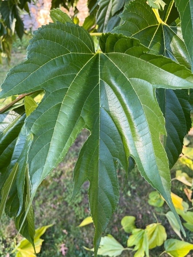 Morus kagayamae leaf
