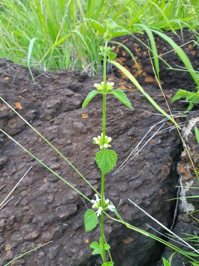 Leucas glabrata habit