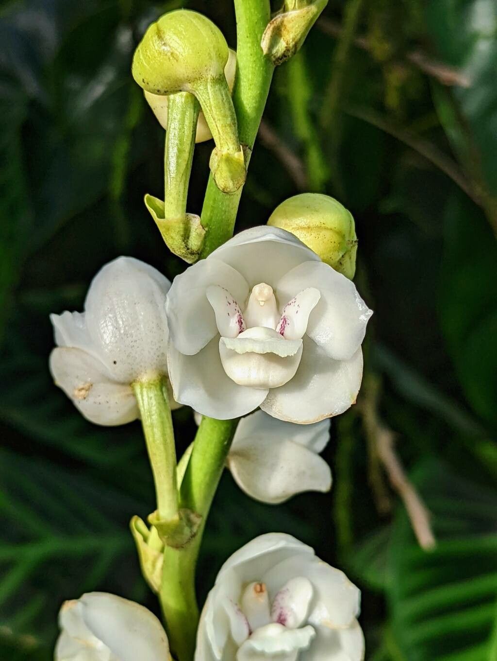 Peristeria elata flower