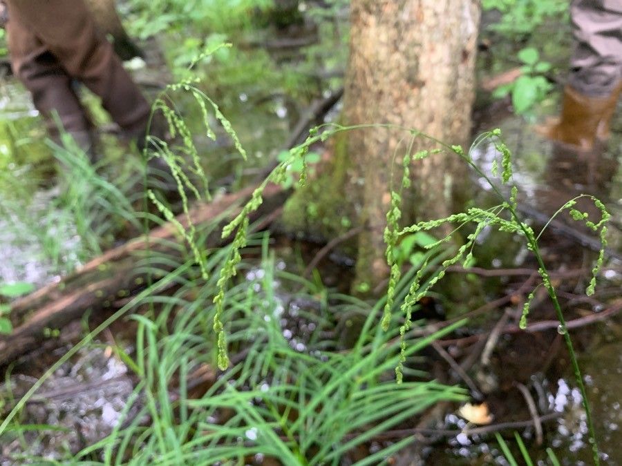 Glyceria striata fruit