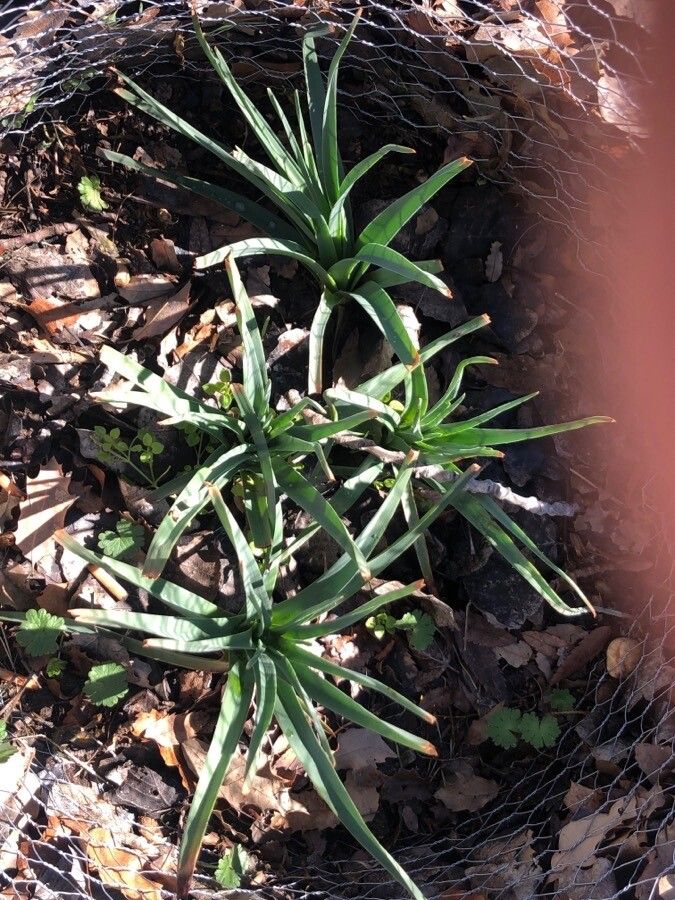 Asphodelus aestivus — related species from the same genus