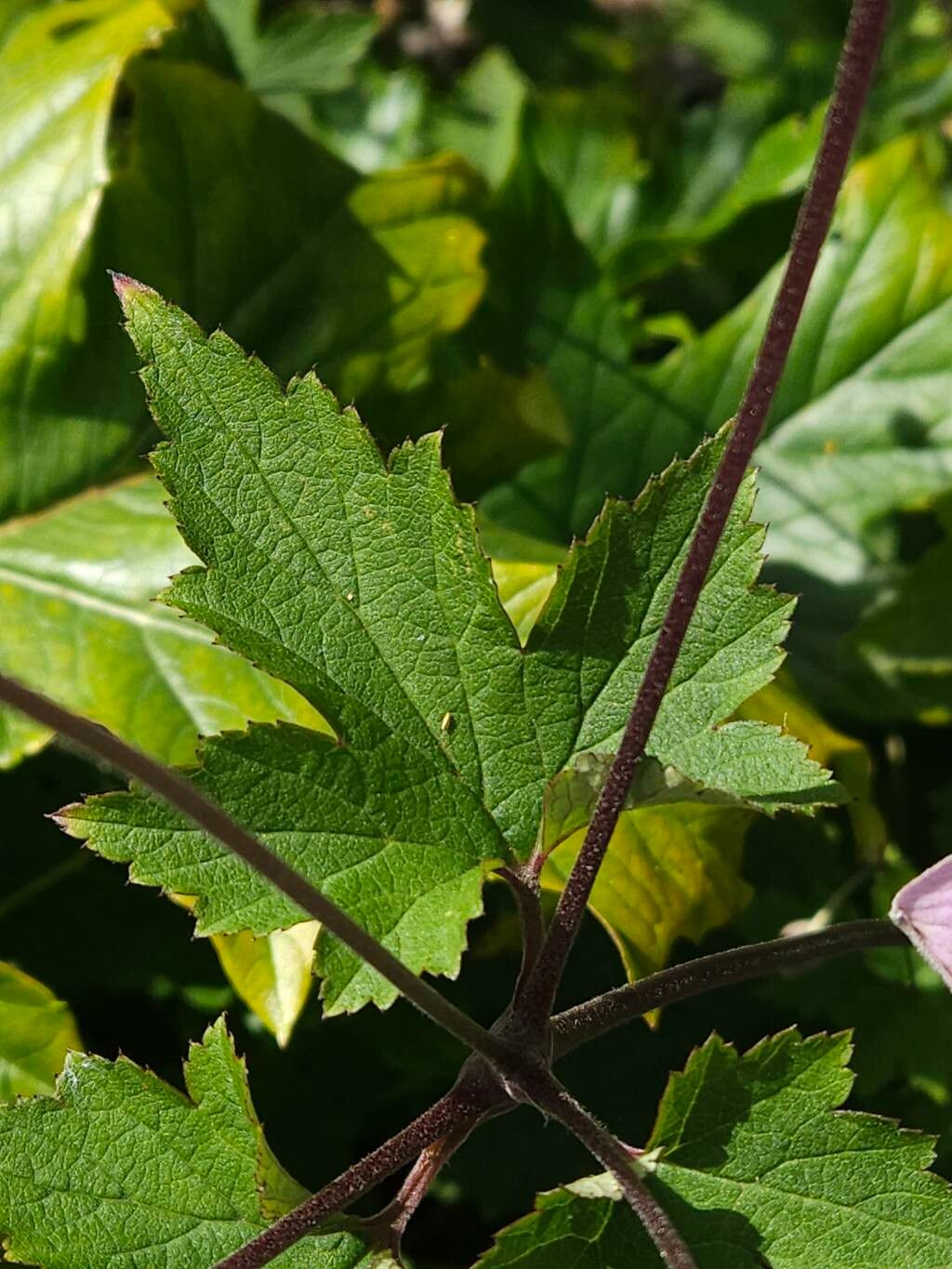 Eriocapitella × hybrida — search result for 'Anemone'