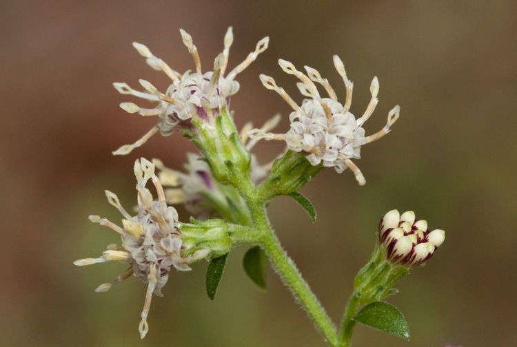 Brintonia discoidea flower