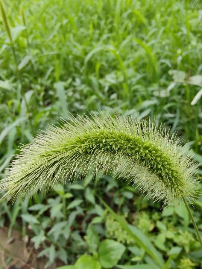 Setaria faberi fruit