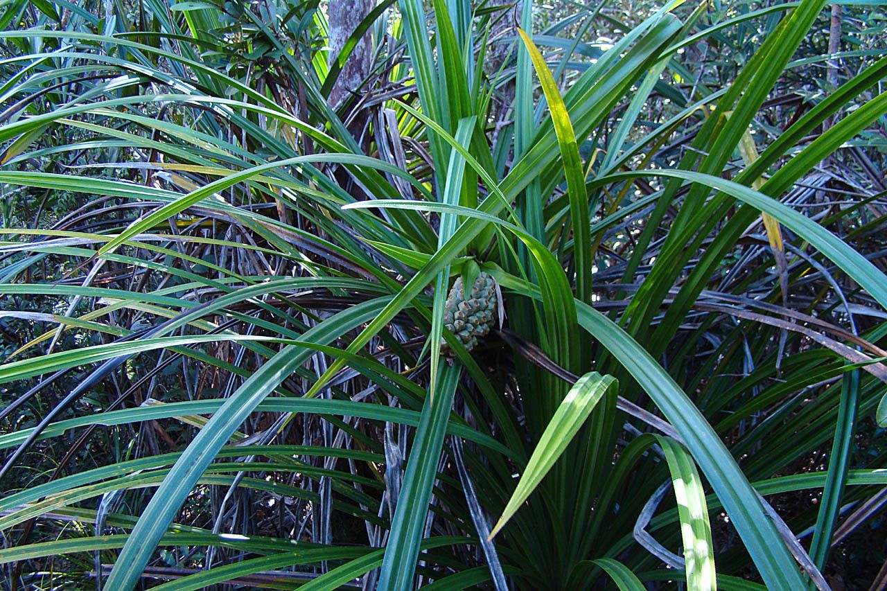 Pandanus lacuum habit