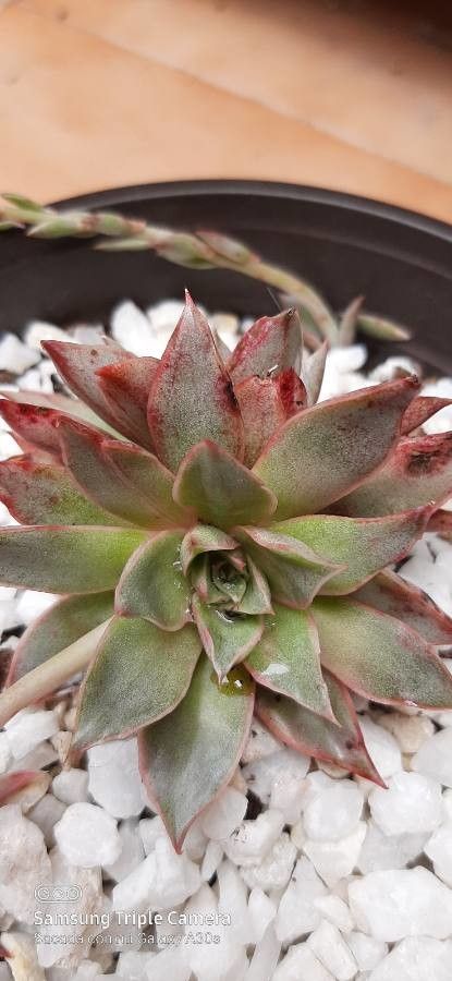 Echeveria affinis fruit
