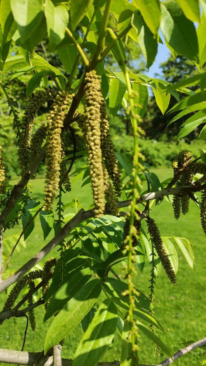 Pterocarya rhoifolia flower