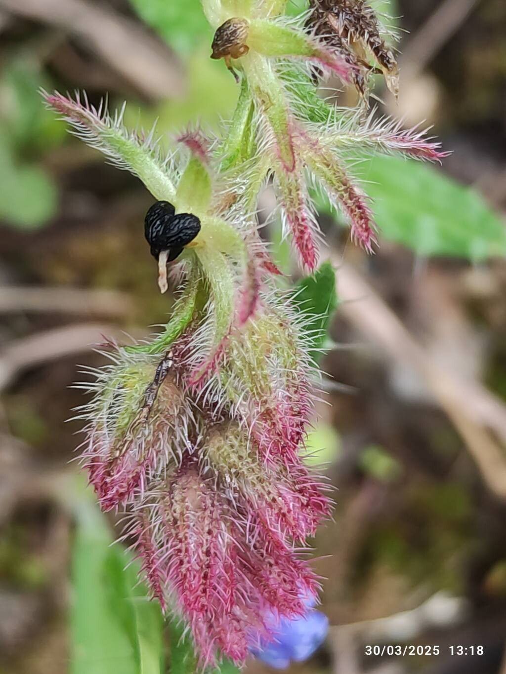 Anchusa cretica fruit