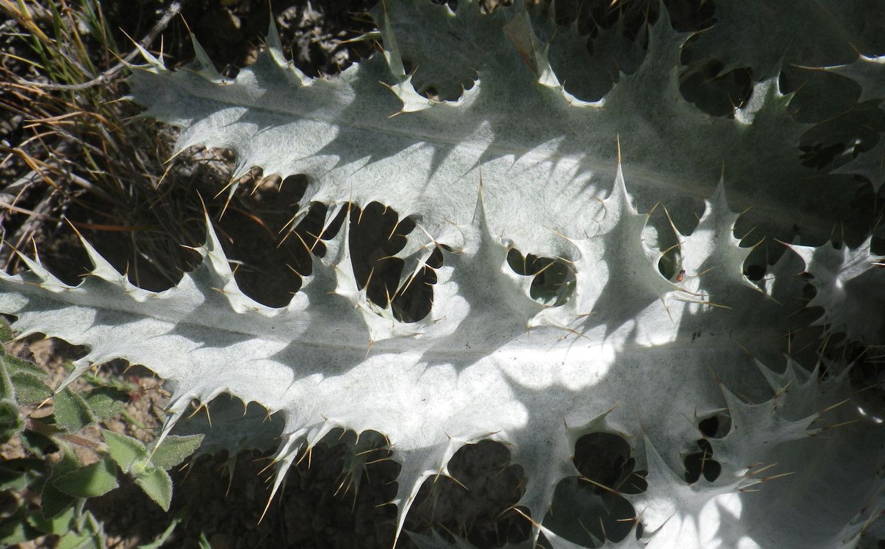 Onopordum bracteatum — houseplant care guide