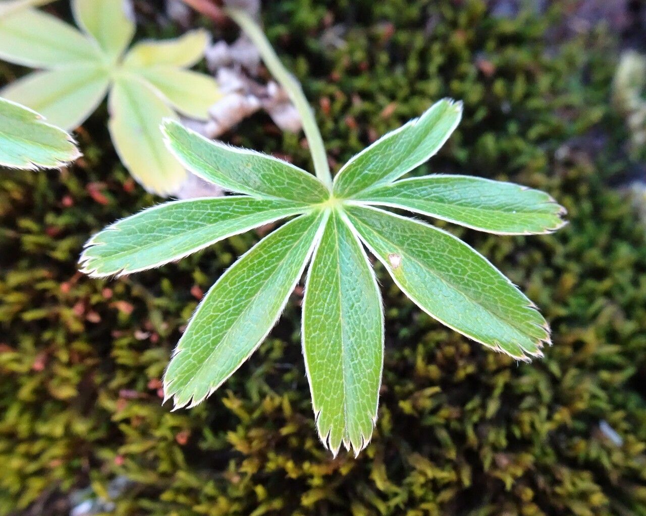 Alchemilla alpina leaf