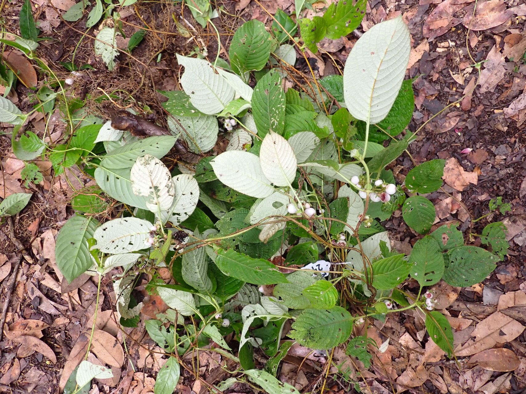 Sabicea gracilis habit