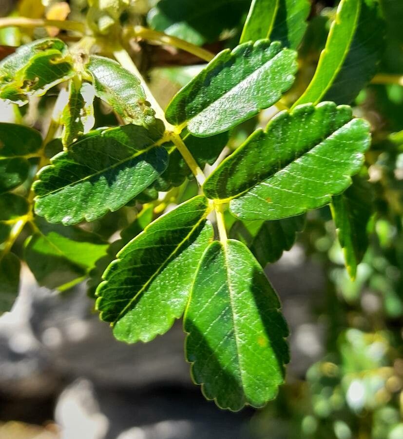Polylepis australis leaf