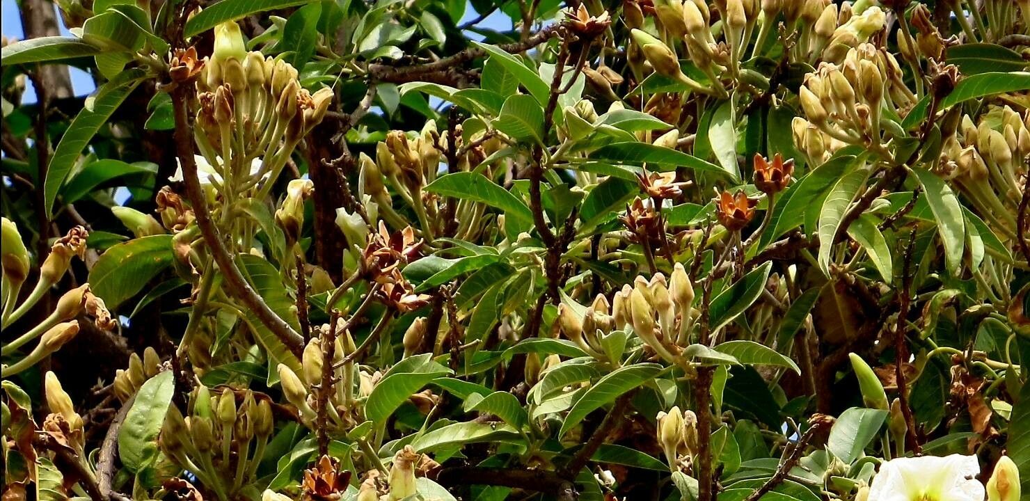 Ipomoea arborescens fruit