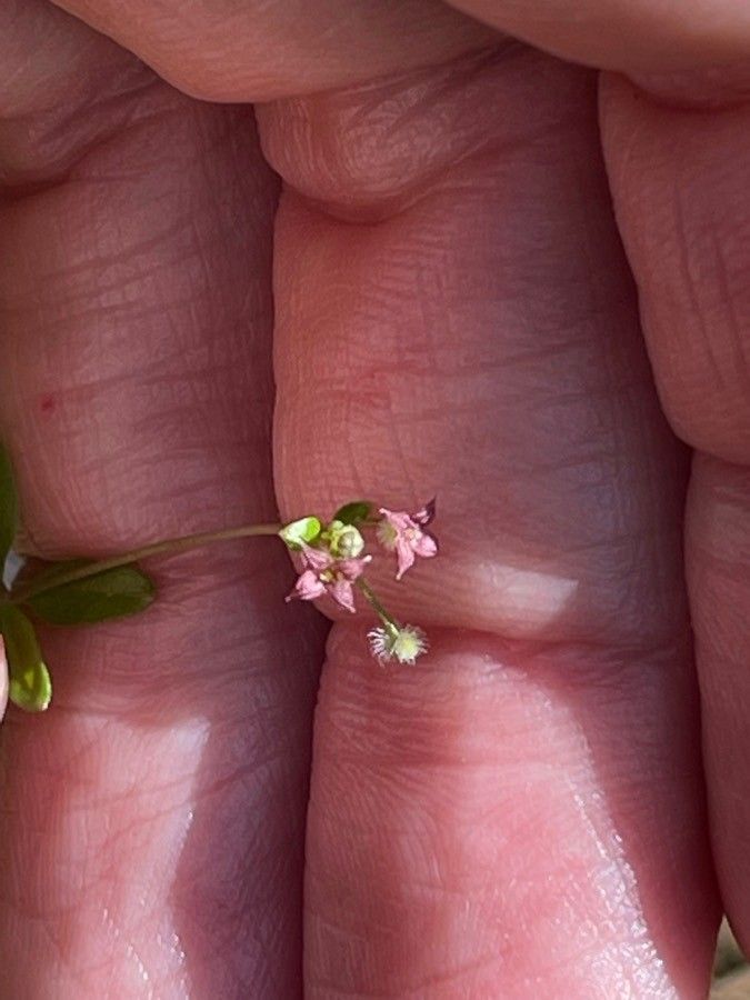 Galium pilosum flower