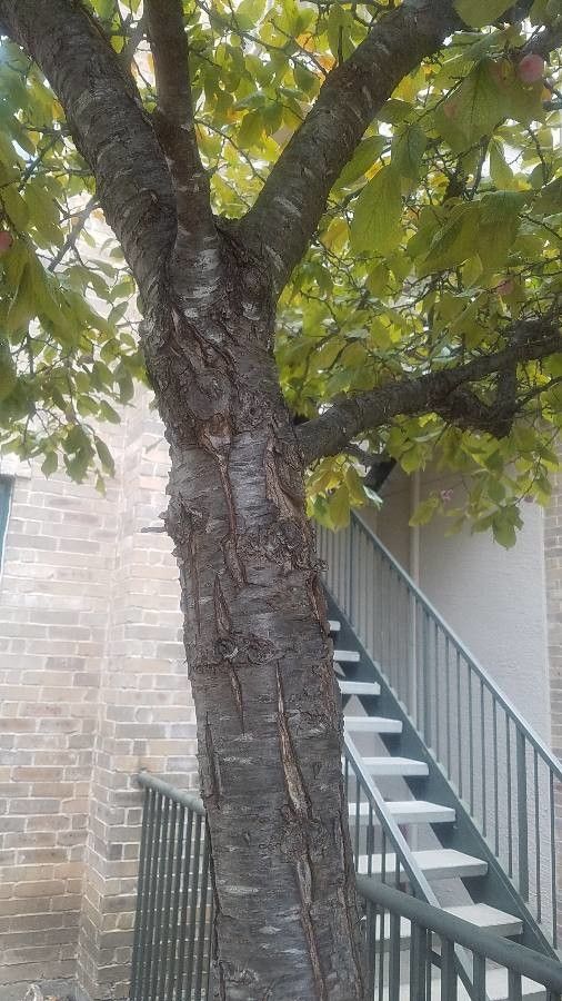 Prunus mexicana bark