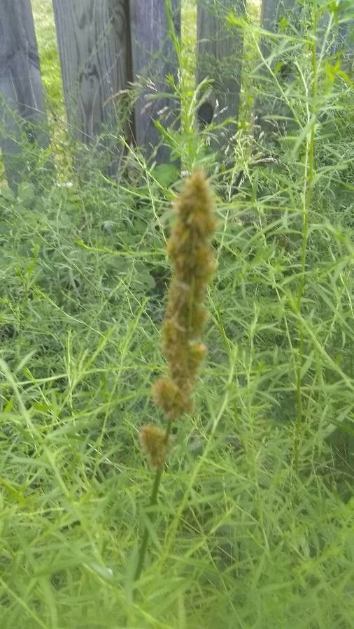 Carex vulpinoidea fruit