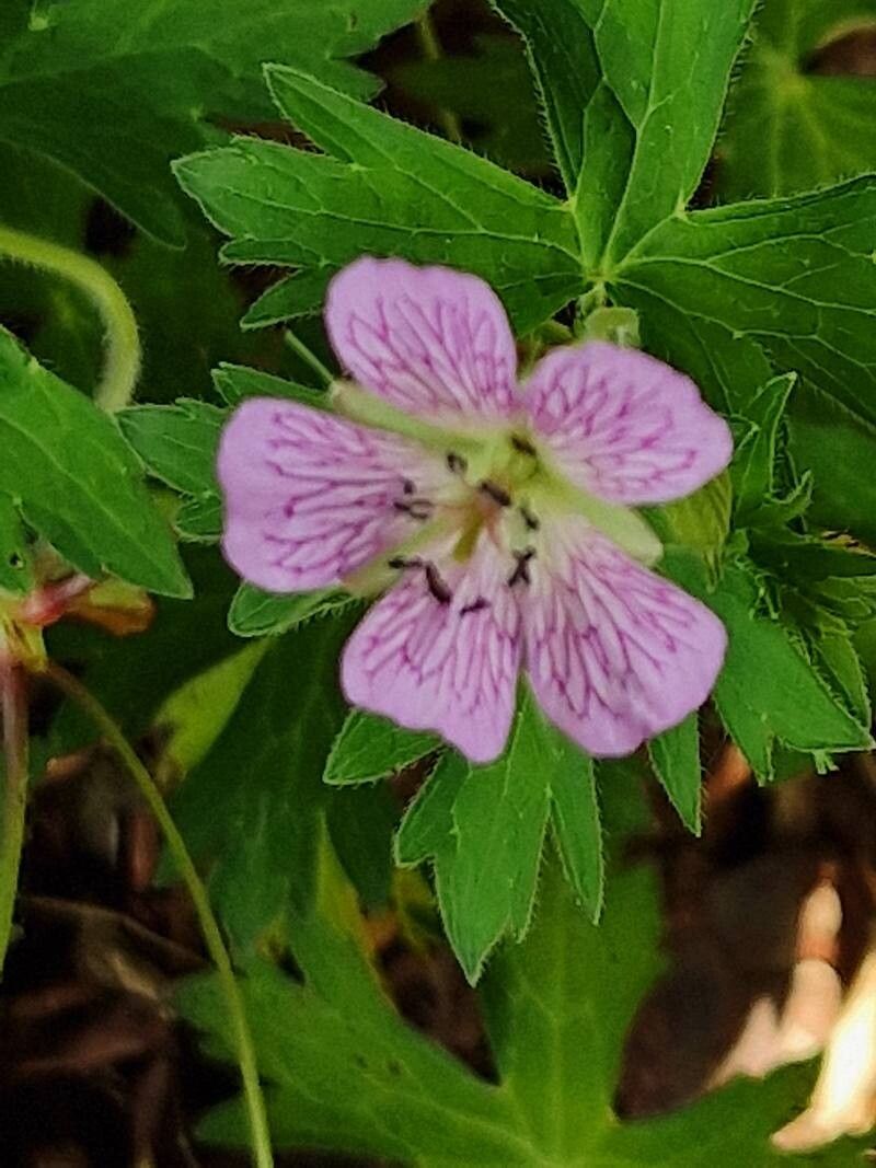 Geranium koreanum flower